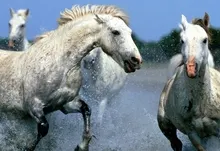animals horses rivers Art HD Wallpaper